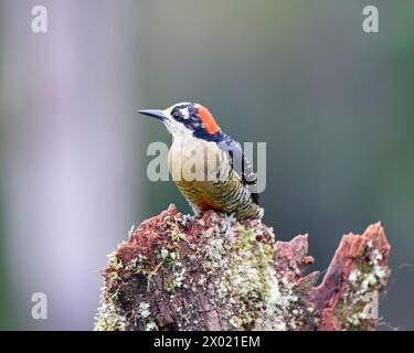 Birds of Costa Rica: Black-cheeked Woodpecker (Melanerpes pucherani) Stock Photo