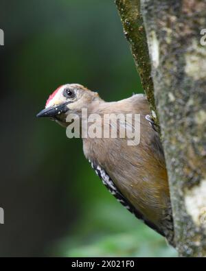 Birds of Costa Rica: Hoffmann's Woodpecker (Melanerpes hoffmannii) Stock Photo