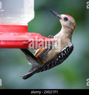 Birds of Costa Rica: Hoffmann's Woodpecker (Melanerpes hoffmannii) Stock Photo