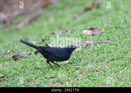 Birds of Costa Rica: Melodious Blackbird (Dives dives) Stock Photo