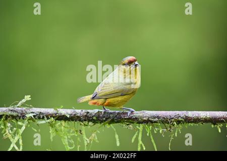 Birds of Costa Rica: Female  Olive-backed Euphonia (Euphonia gouldi) Stock Photo