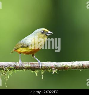 Birds of Costa Rica: Male Olive-backed Euphonia (Euphonia gouldi) Stock Photo