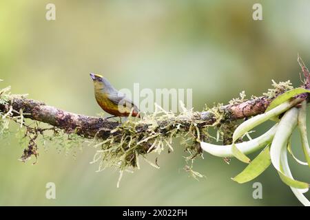 Birds of Costa Rica: Male Olive-backed Euphonia (Euphonia gouldi) Stock Photo