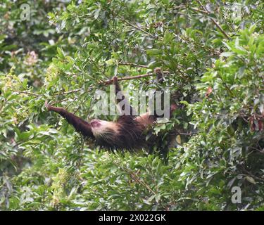 Two-toed/fingered sloth (Choloepus didactylus) foraging in the trees Stock Photo
