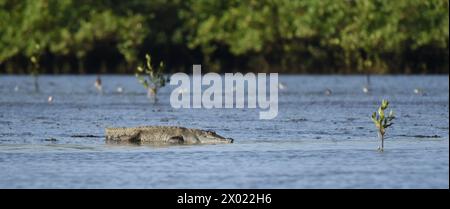 American crocodile (Crocodylus acutus) lying on the banks of the Tarcoles River, Costa Rica Stock Photo