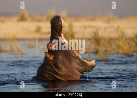 Hippo (Hippopotamus amphibius) yawning, Chobe national park, Botswana Stock Photo