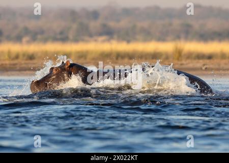 Hippo (Hippopotamus amphibius) running through water, Chobe national park, Botswana Stock Photo