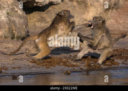 Chacma baboons (Papio ursinus) playfighting, Chobe national park, Botswana Stock Photo