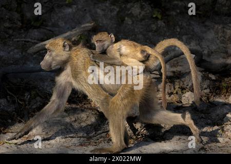 Chacma baboons (Papio ursinus), Chobe national park, Botswana Stock Photo
