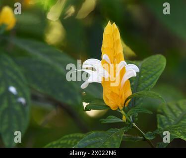 Pachystachys lutea, the golden shrimp plant Stock Photo