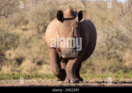 White rhino (Ceratotherium simum), Zimanga private game reserve, KwaZulu-Natal, South Africa Stock Photo