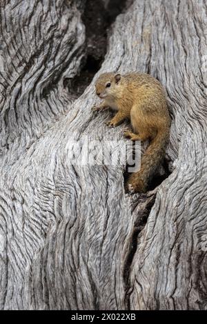 Tree squirrel (Paraxerus cepapi), Mashatu game reserve. Botswana Stock Photo