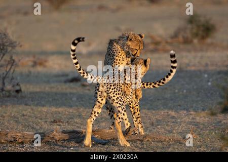 Cheetah (Acinonyx jubatus) subadults playfighting, Mashatu game reserve, Botswana Stock Photo