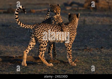 Cheetah (Acinonyx jubatus) subadults playfighting, Mashatu game reserve, Botswana Stock Photo