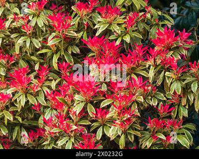 Bright red spring foliage contrasts with the white edged variegation  of the hardy evergreen shrub, Pieris japonica 'Flaming Silver' Stock Photo