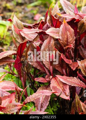 Bronze marked red spring leaves of the hardy perennial foliage plant, Persicaria microcephela 'Red Dragon' Stock Photo