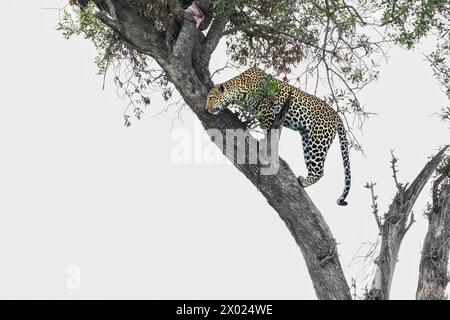 Leopard (Panthera pardus), Masai Mara, Kenya Stock Photo
