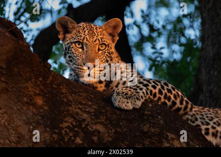 Leopard (Panthera pardus) young male, Mashatu game reserve, Botswana Stock Photo