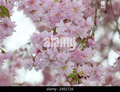 A close up of the beautiful pink blossom of Prunus incisa 'Oshidori' in Spring Stock Photo