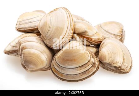 Raw hard clams isolated on white background. Stock Photo