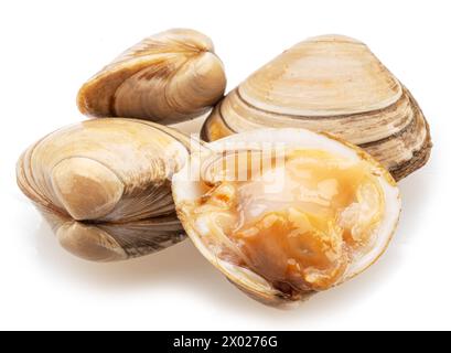 Opened and closed hard clams or round clam isolated on white background. Stock Photo