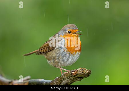 Kidderminster, UK. 9th April, 2024. UK weather: 'Singing in the rain' a wild, wet robin braves the persistent rain showers that cover the Midlands today. Credit: Lee Hudson/Alamy Live News Stock Photo