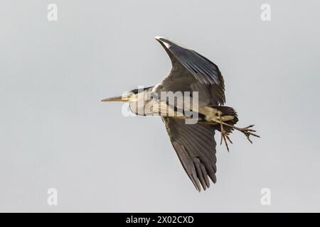 Grey heron in flight Stock Photo