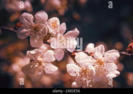 Beautiful floral spring abstract background of nature. Branches of blossoming apricot. Macro shot. For holiday cards with copy space. Stock Photo