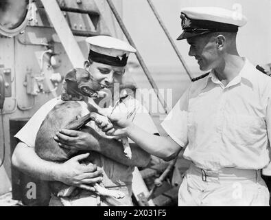 RESCUED DOG BECOMES NAVAL SLOOPS MASCOT. FEBRUARY 1944, ON BOARD HMS ...