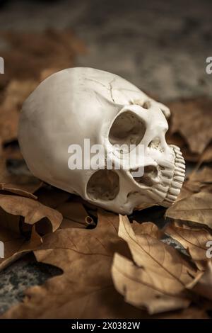 a white skull without a lower jaw on a bed of brown dry leaves Stock Photo