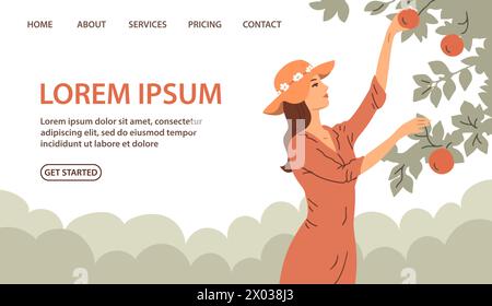 Woman is harvesting apples. A girl near an apple tree. Active people work on the farm in the garden. Autumn fruit season. Vector illustration. Design Stock Vector