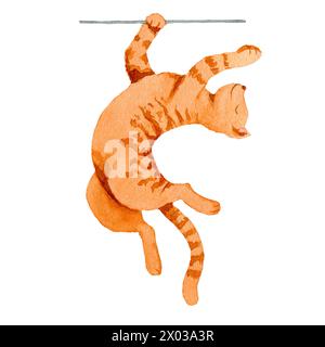Circus cat hanging on a rope, hand drawn watercolor illustration isolated on the white background. Stock Photo