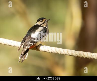 Female great spotted woodpecker perched between two trees with natural background Stock Photo