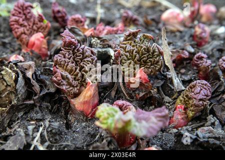 rhubarb coming up in early spring.  rhubarb's fleshy red buds emerge from the soil in late winter, before any leaves are visible. Stock Photo