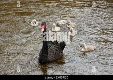 Dawlish, Devon, UK. 9th April 2024. UK Weather, Despite the endless rain and storms in the south west a pair of the famous Black Swans of Dawlish have still managed to raise a family of 6 goslings which have now taken to the water. Credit Simon Maycock / Alamy Live News. Stock Photo