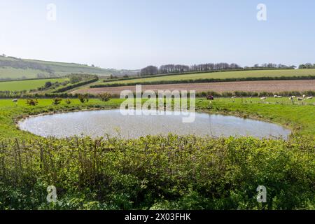 A dew pond in the South Downs National Park, West Sussex, England, UK, an artificial pond providing water for livestock Stock Photo
