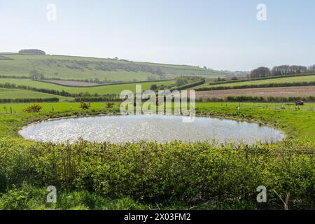 A dew pond in the South Downs National Park, West Sussex, England, UK, an artificial pond providing water for livestock Stock Photo