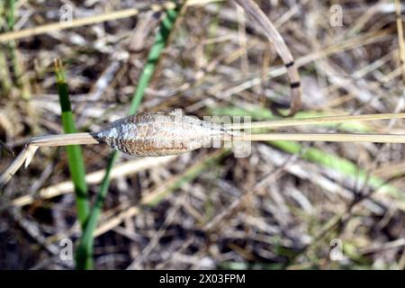 A cocoon with praying mantis larvae matures on a grass stem, top view. Stock Photo