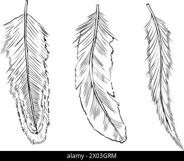 Set of bird Feathers. Vector illustration of Plume painted by black inks in line art style. Drawing owl Plumelet for boho style prints. Outline sketch of vintage quill bundle. Stock Vector