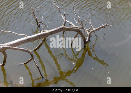 landscape with dead tree on shore of lake among woods at historical public park, shot in spring light at Stuttgart, Germany Stock Photo