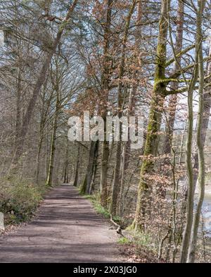 landscape with trees and  path on shore of lake among woods at historical public park, shot in spring light at Stuttgart, Germany Stock Photo