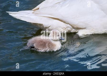 Chick of Mute Swan (Cygnus olor) swimming close to mother's tail Stock Photo