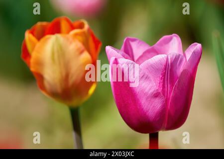 Two tulip flowers in close-up with the bokeh of a garden Stock Photo