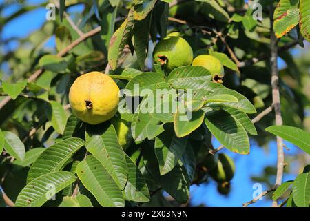 158 Apple or lemon guava -Psidium guajava- yellow fruits cultivated in the Valle de Viñales Valley, seen while ripening on the tree. Viñales-Cuba. Stock Photo