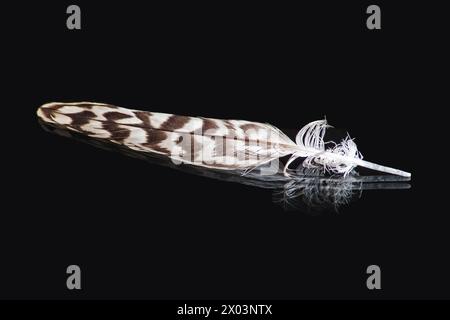 Single feather on black 14481 Stock Photo