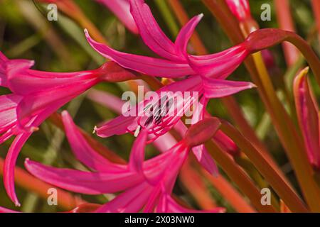 Nerine laticoma flowers 15334 Stock Photo