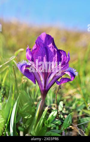 Iris pumila, sometimes known as pygmy iris, vertical Stock Photo