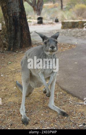 Kangaroo facing the camera, front paws crossed, hiccupping, with a joey in the pouch hidden. Stock Photo