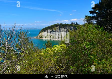 View of the Moon bay at the coast of the Adriatic sea in Littoral region, Slovenia with a flowering manna ash (Fraxinus ornus) tree Stock Photo