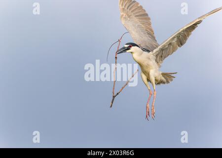 A Black-crowned Night Heron beautifully suspended in mid air while in flight, carrying a nesting stick during its breeding season. Stock Photo